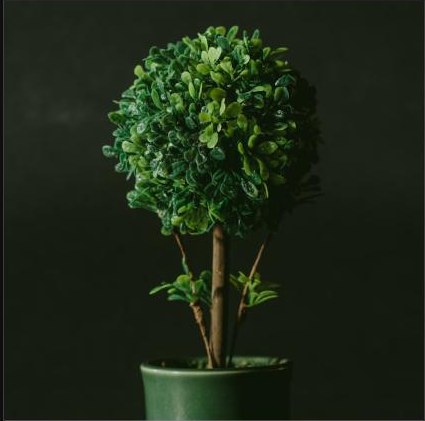 Potted Fern Duo